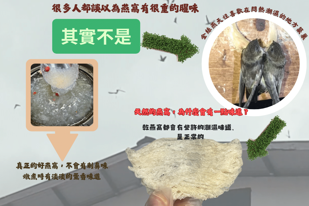 仁燕燕窩｜破解燕窩腥味迷思｜金絲燕生態圖解